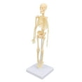 thumbnail image 1 of Human Skeleton Model, Articulated Joint Versatile Scientific Human Skeleton Model Removable Educational  Exquisite Details  for Collectible Display, 1 of 7