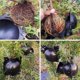 thumbnail image 5 of 10Pcs Reusable High Pressure Roots Ball Plant Rooting Growing Box for Plants Garden Tool Planting, 5 of 5
