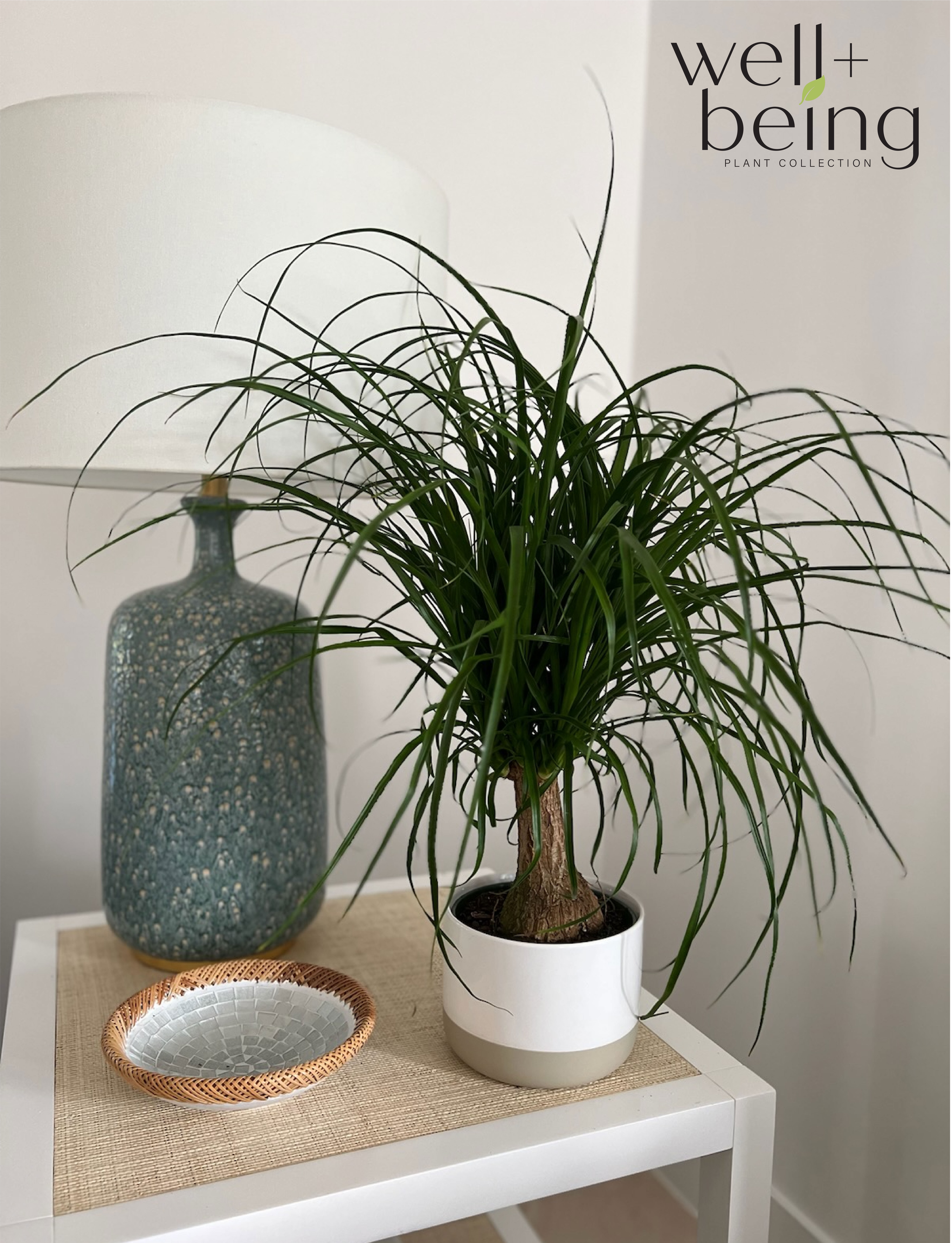 Nature's Way Farms Ponytail Palm Live Plant 8-15 inches tall in growers pot  indoor air-purifying pet-friendly - Walmart.com