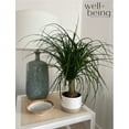 thumbnail image 3 of Nature's Way Farms Ponytail Palm Live Plant (8-15 inches tall) in growers pot, 3 of 4