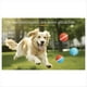 thumbnail image 1 of Juguetes Interactivos Inteligentes para Perros, Pelotas, Pelota Eléctrica Inteligente, Pelota Rodante para Cachorros, Perros Pequeños y Medianos, Azul + Naranja, 1 of 5