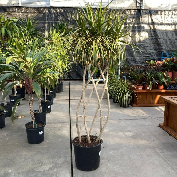 RedCrocus Dragon Tree Dracaena marginata Indoor Plant - Tropical Foliage, Pet Warning, Easy Care, Container Friendly, Bright Light  12" Pot