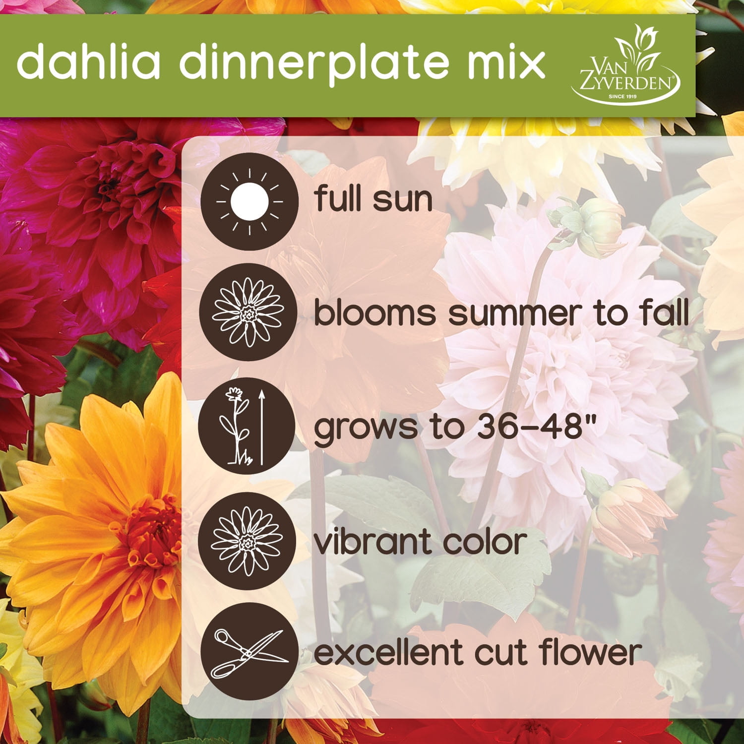 Expert Gardener Dahlia Dinnerplate Mix (Set of 3 Dormant Bulbs) Full Sun, Multi-Color, Annual