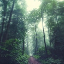 Giant Art 54x54 Waldweg Fine Art Giant Canvas Print in Multi-Color