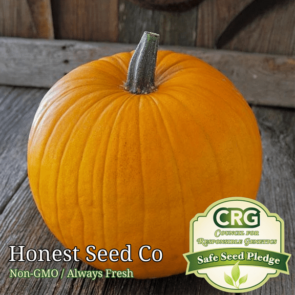 Connecticut Field Pumpkin Seeds for Planting | Non-GMO | Garden Seeds USA