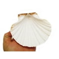 thumbnail image 3 of Set of 6 X-Large White Baking Scallop Shells (4-5") Restaurant Quality Real Seashells for Baking Beach Wedding Coastal Crafts and Decor, 3 of 3