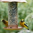 thumbnail image 6 of BIRD FD BERRY BRST 10# (Pack of 1), 6 of 9