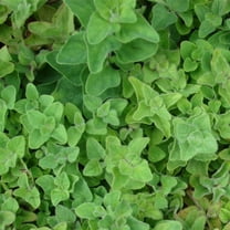 Greek Oregano Seeds – 500 Mg (~425 Seeds) – Non-GMO, Heirloom, Open Pollinated – Perfect for Herb Gardens, Cooking, and Culinary Use – Aromatic, Flavorful Oregano for Fresh or Dried Use