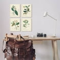 thumbnail image 2 of Stupell Industries Vintage Floral Anatomy Illustration Latin Study Design by Unknown Artist, 4 Piece, 16" x 20", 2 of 5