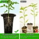 thumbnail image 2 of 20 Macetas de Plástico para Vivero de Plantas Profundas, Macetas Gruesas y Estables para Árboles Altos, Macetas Reutilizables para Plantas de Semillero Altas, Profundas, 2 of 8