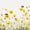 White Yellow, variant on Erosebridal Kawaii Bug Bee Twin Comforter Sets,Cartoon Floral Bedding Set,White Black,Polkadot Reversible,2pcs,1 Comforter and 1 Pillowcase