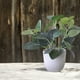 thumbnail image 5 of 1 Unidad De Plantas Artificiales En Maceta, Plantas Verdes, Bonsáis Con Maceta Redonda Blanca, 5 of 6