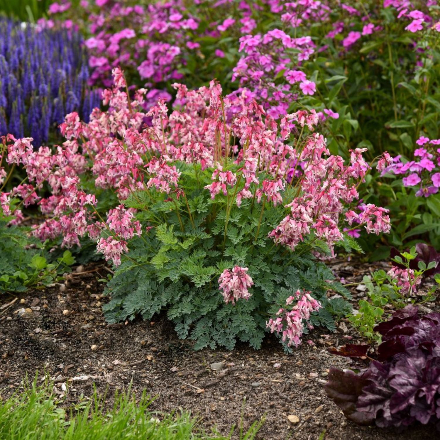 Proven Winners 6" 'Pink Diamonds' Fern-leaved Bleeding Heart Live Plant in 7.5" Pot