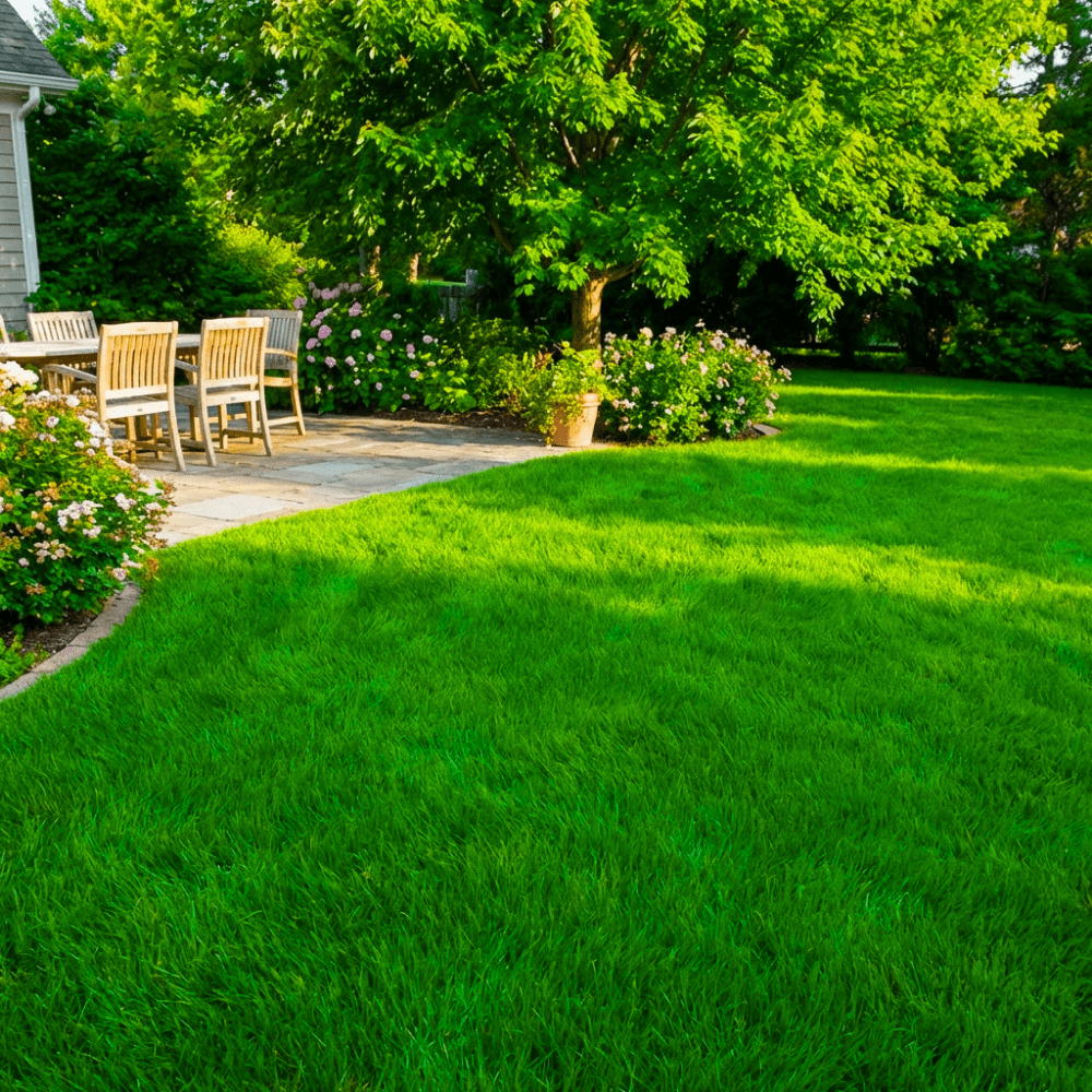 Pack of 10000 Emerald Zoysia Grass Seeds, Zoysia Grass Seeds for Lawn, Bulk Lawn Grasses Seed, Dense Green Grasses for Backyard and Patio