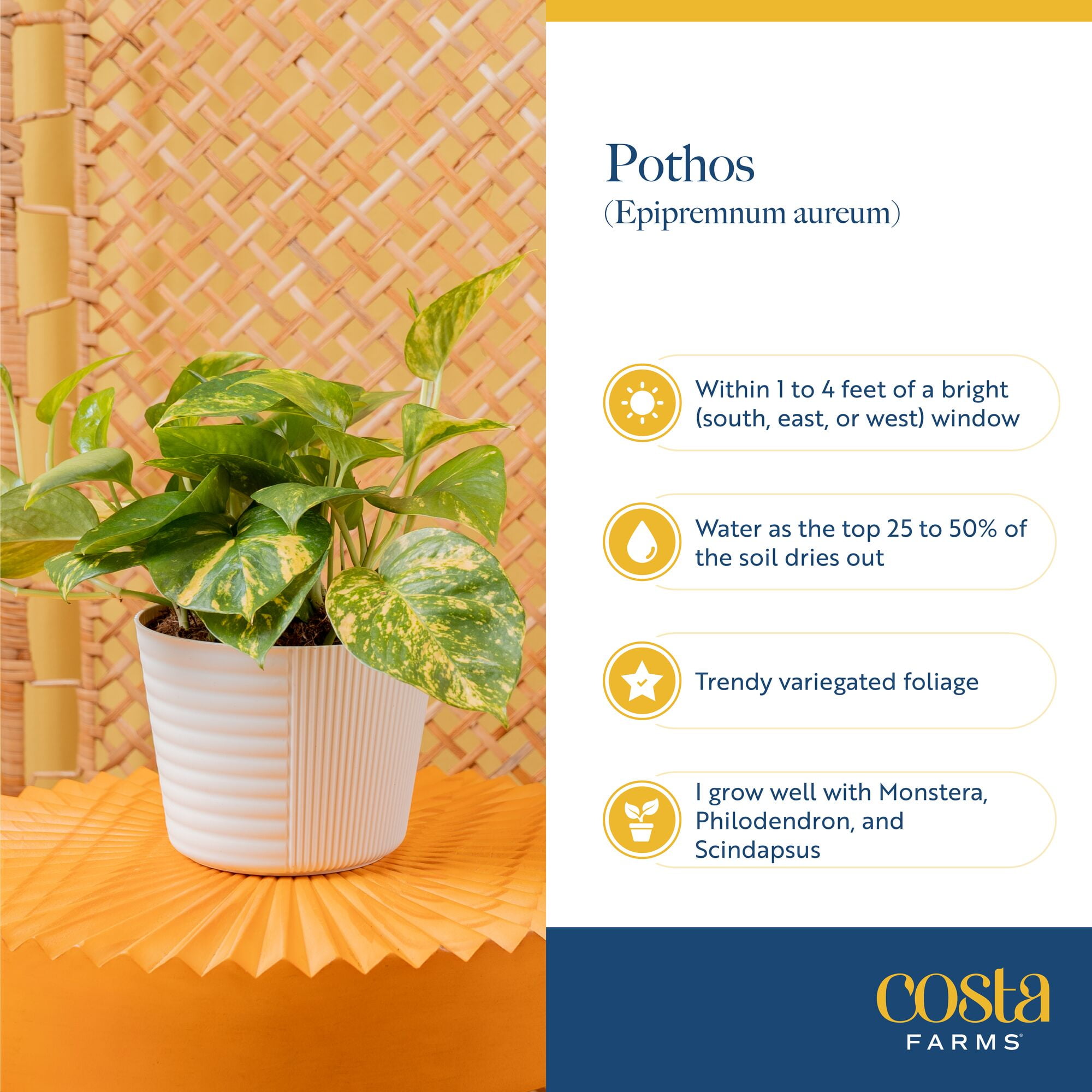 Costa Farms 15" Pothos Albo Live House Plants in 5" Self-Watering Pot