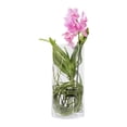 thumbnail image 1 of Orquídea vanda en maceta, 1 of 4