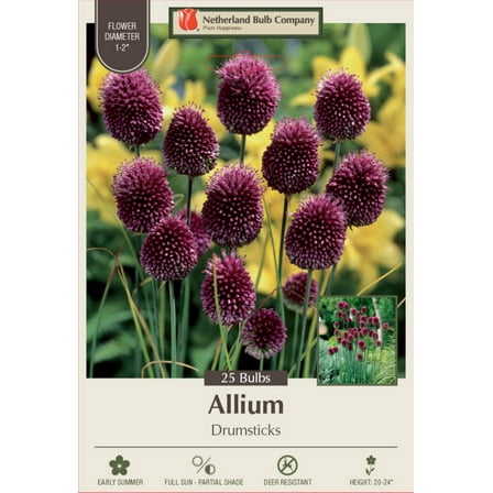 Drumsticks Allium - Allium sphaerocephalon 25 Bulbs - 6/  cm - New