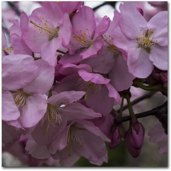 Trademark Fine Art "Cherry Blossom Cluster" Canvas Art by Kurt Shaffer