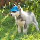thumbnail image 4 of KAIYANG gorras de béisbol para perros, gorras con visera para perros, gorras deportivas para exteriores para mascotas con orificios para las orejas y protección solar, gorras de béisbol para mascotas, 4 of 5