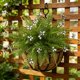 thumbnail image 1 of Qazbgdl - Hojas Persas Artificiales con Mariposas, Paquete de 5 Flores Falsas de Plástico Morado, Amarillo, Rosa, Blanco y Verde para Decoración de Jarrones, Arreglos Florales de 16,5 Pulgadas para S, 1 of 6