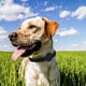 thumbnail image 3 of New Pet Cat Collar Safety Anti-Lost Removable Pet Positioning Tracking Collar AirTag Dog Collar Outdoors Walking Pet Supplies ShopWise Round, 3 of 11
