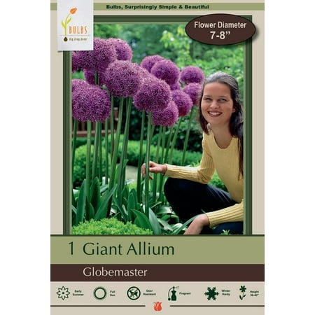 Globemaster Allium - Flowering Onion - 1  Bulb - 22/+