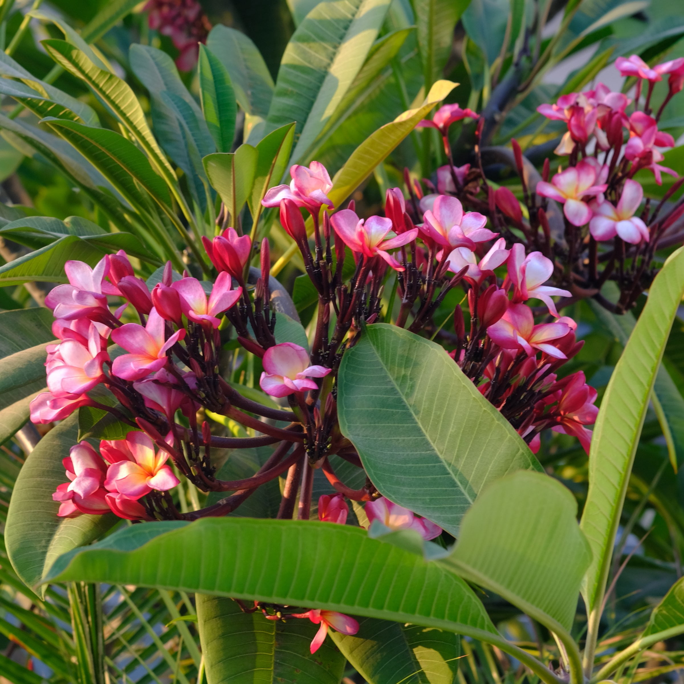 1 gal. Plumeria Mabela Plant with Multicolor Flowers