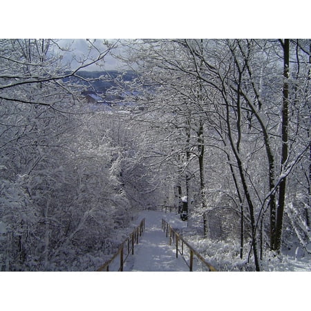 Snow White Prints LAMINATED POSTER Winter Snow White Trees Frost Tree Cold Nature Poster Print 24 x 36 ()