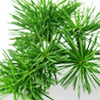 Cedar Wood