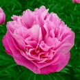 thumbnail image 4 of 10+ Seeds| Joker Peony Seeds - Authentic Seeds - Perennial Seeds~ GMO Free ~Flower seeds~ Vegetable seeds~ Asian Garden~ Herbs B5G1#B010, 4 of 5