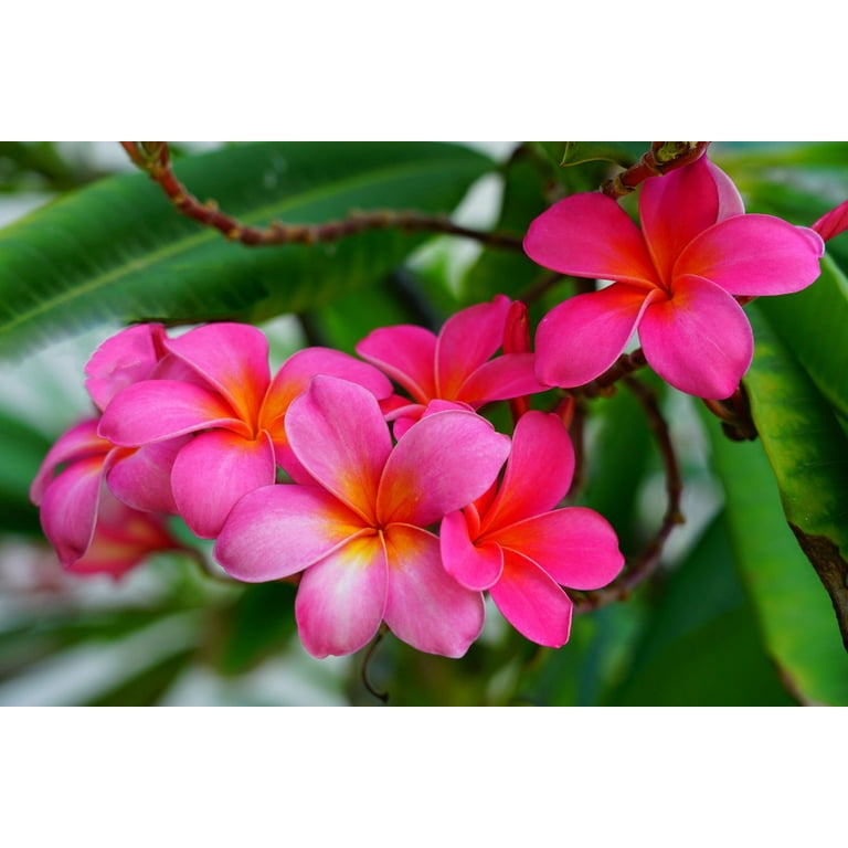 plumeria ページ s-l1200.jpg