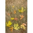 thumbnail image 2 of Jaynes Gallery 17x24 White Modern Wood Framed Museum Art Print Titled - USA-Washington State-Seabeck Autumn bigleaf maple leaves caught in grasses, 2 of 4
