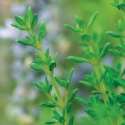 Burpee Organic Thyme Herb Seed, 1-Pack