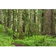 thumbnail image 2 of Paulson, Don 18x13 Black Ornate Wood Framed with Double Matting Museum Art Print Titled - Washington, Olympic NP Old growth forest, 2 of 4