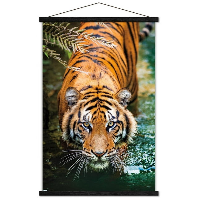 Tigre - Eau