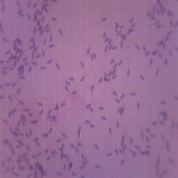 Sperm Smear, Mammal - Prepared Microscope Slide - 75 x 25mm - Biology & Microscopy - Eisco Labs
