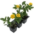 thumbnail image 2 of 3 New Gold Lantanas, Live Plants (Lantana Camara) – Vibrant Golden Blooms, Thriving in 2.5" Nursery Cubes, 2 of 7