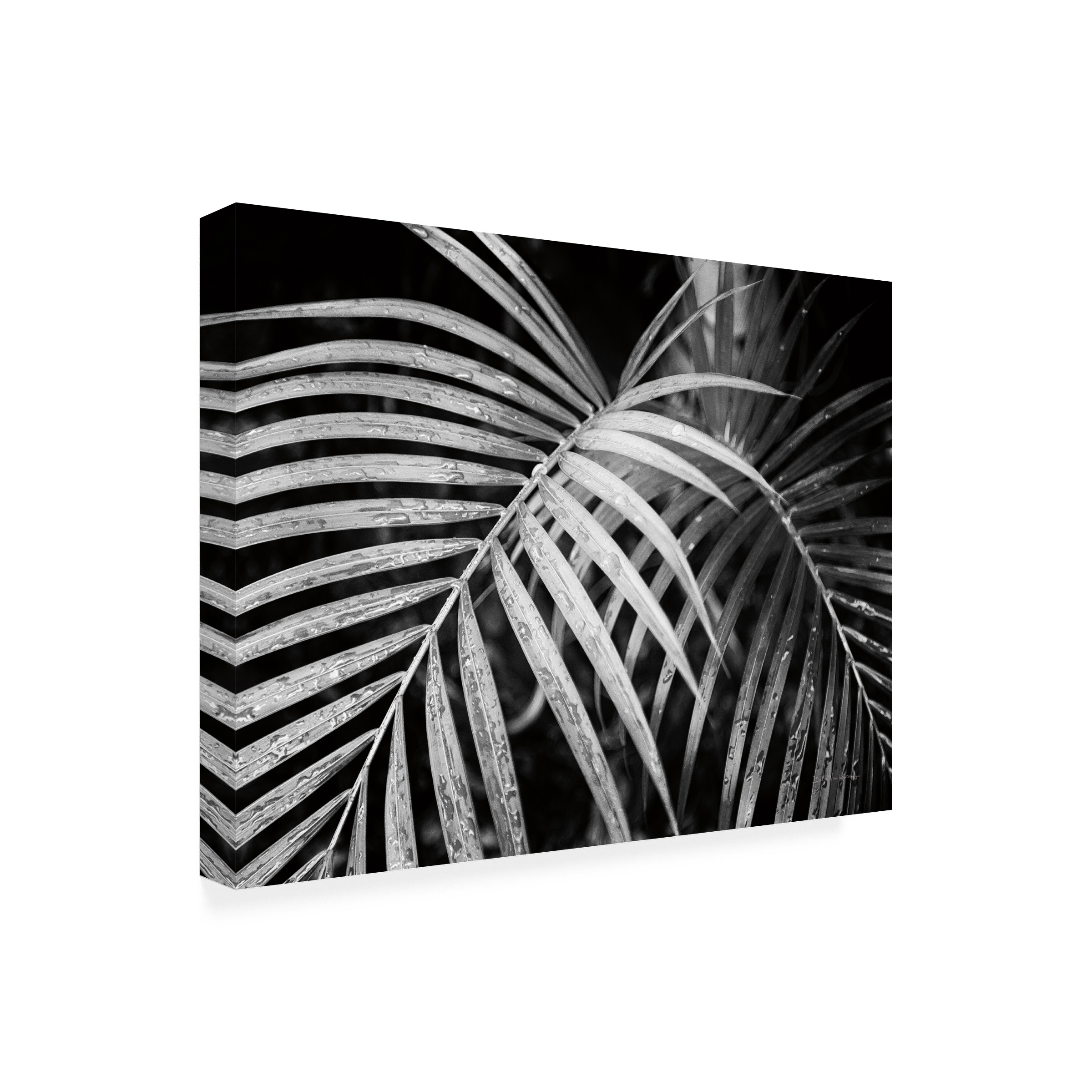 Trademark Fine Art 'Palm Fronds' Canvas Art by Debra Van Swearingen