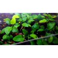 thumbnail image 5 of Anubias Barteri Live Aquarium Plants BUY 2 GET 1 FREE, 5 of 12