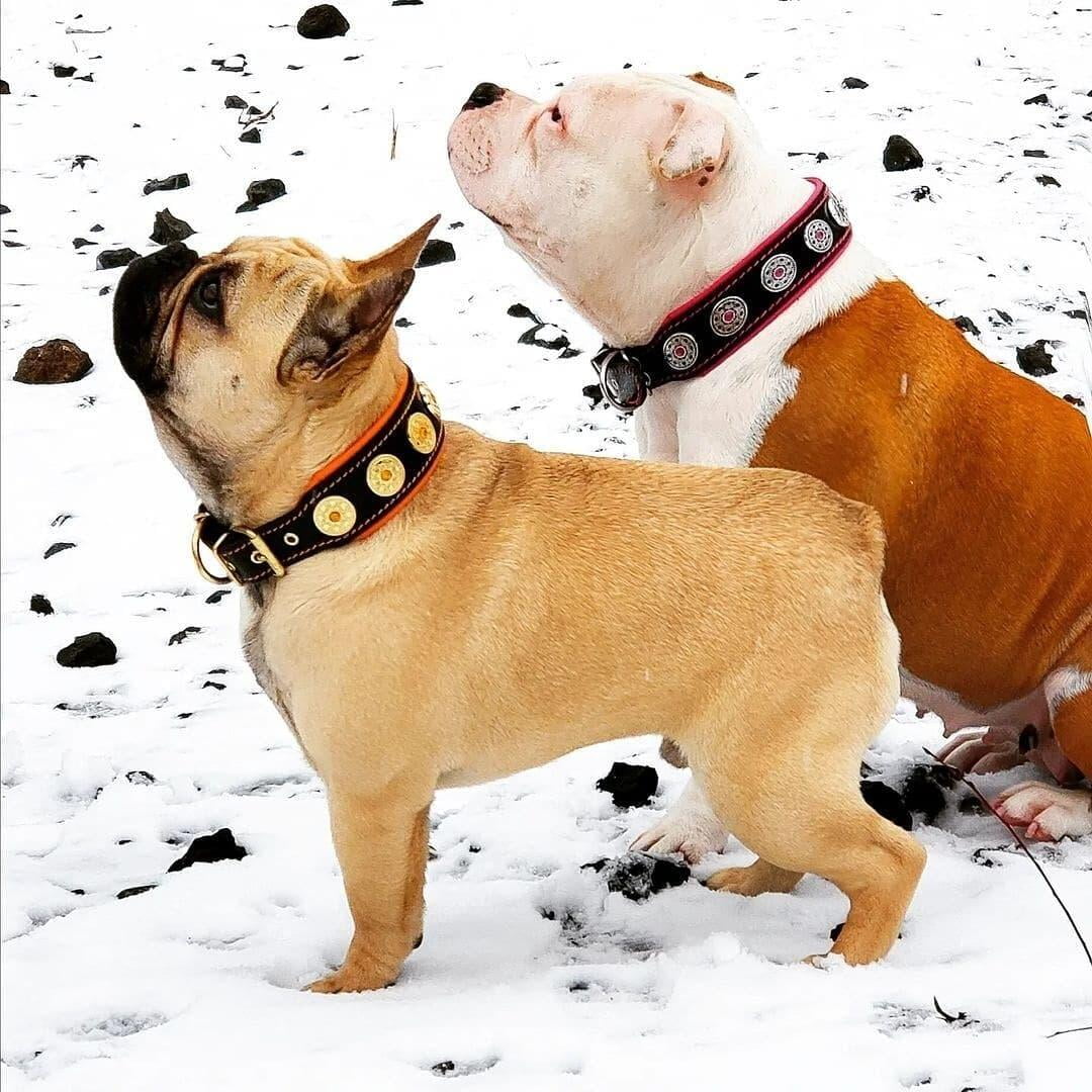 The Bestia "Bijou" Leather Dog Collar Black& Blue for Large Dog Breeds