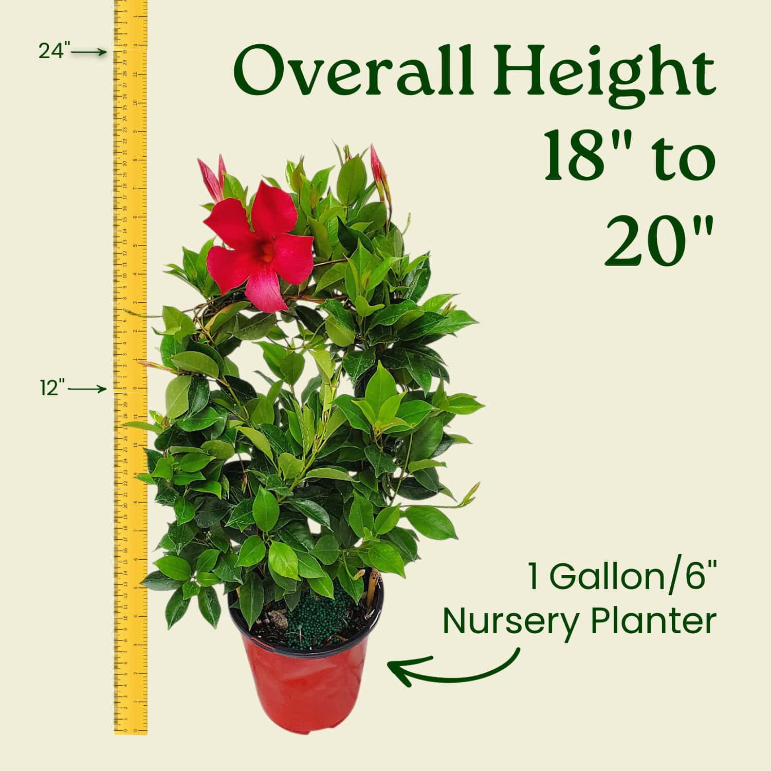 Tropical Plants of Florida 18" to 20" Pretty Red Dipladenia Flower Plant on a Starter Trellis; Live Plant