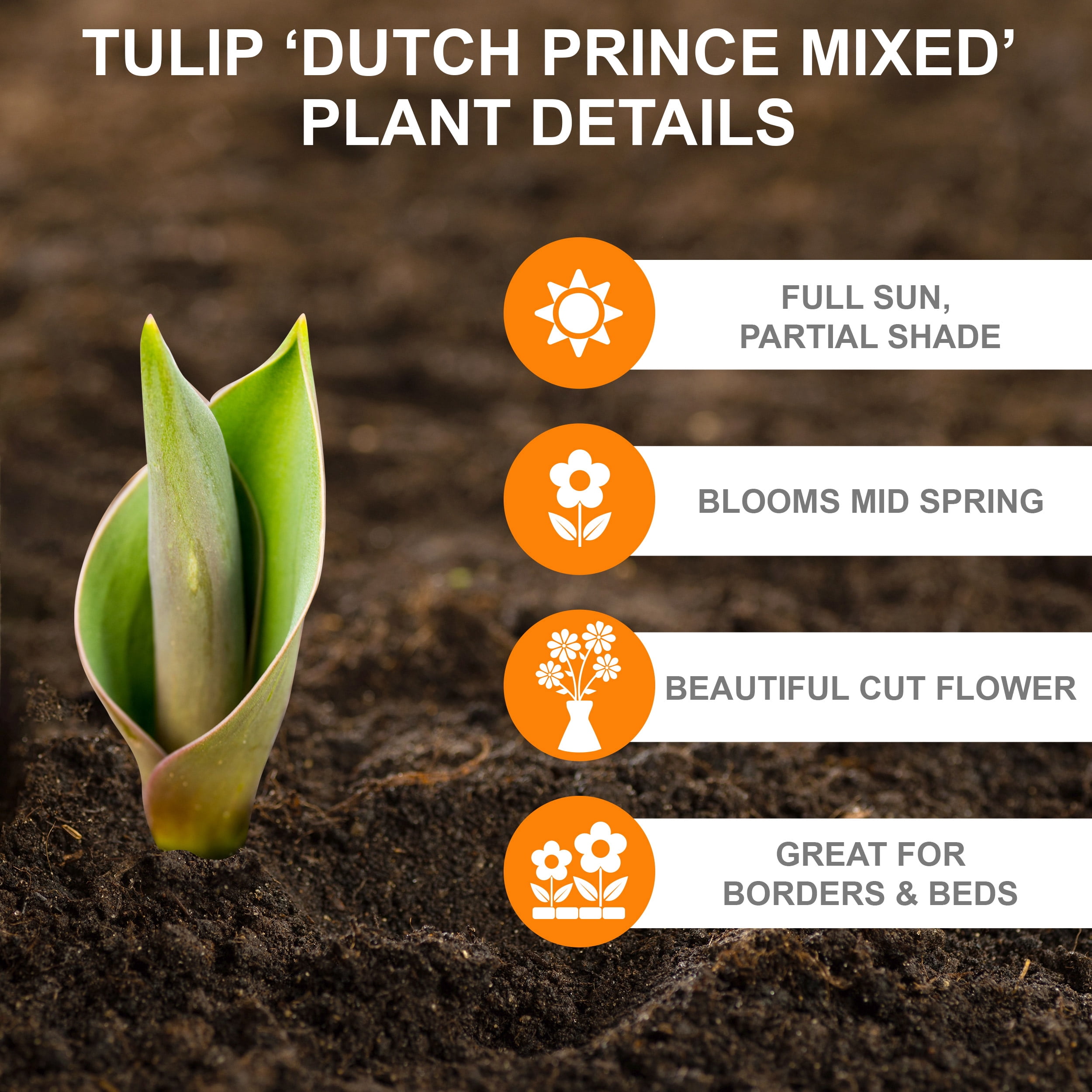 Garden State Bulb Single Early Dutch Prince Mix Tulip Flower Bulbs, 12/+ cm (Bag of 25)