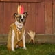 thumbnail image 5 of Collar de perro Elegante colita con lazo para perros grandes, 5 of 7