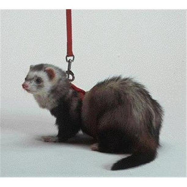 Pet Products - Ferret Harness And Lead 48 Inches - FP-004 - Walmart.com