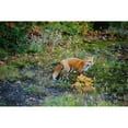 thumbnail image 2 of Red Fox (Vulpes Vulpes) Fairbank Provincial Park, Ontario Poster Print (18 x 12), 2 of 4