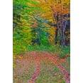 thumbnail image 2 of Gulin, Sylvia 11x14 White Modern Wood Framed Museum Art Print Titled - USA-New Hampshire-New England tracks into hardwood forest Autumn, 2 of 4