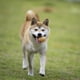 thumbnail image 4 of Huevos Chirriantes Para Perros Bola Juguetes De Vinilo Para Perros Suaves Interactivos Atrapar Jugar Bola Simulación Huevos Juguetes Chirriantes, 4 of 5