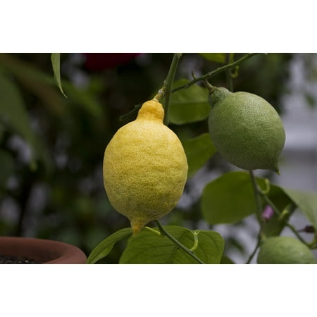 LAMINATED POSTER Vitamins Citrus Food Lemon Tree Lemon Citrus Fruit Poster Print 24 x (Best Food For Citrus Trees)