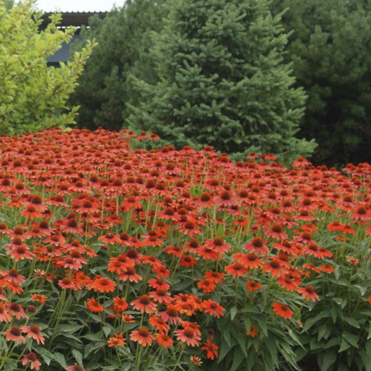 Better Homes & Gardens 2QT Multicolor Echinacea Live Plants (3 Pack) with Grower Pots Full Sun