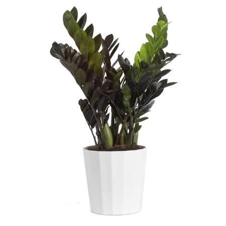 Costa Farms 22" Raven ZZ Plant Live House Plants in 10" Decor Pot